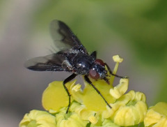 Nyctia lugubris