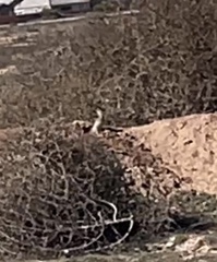 Xerospermophilus tereticaudus