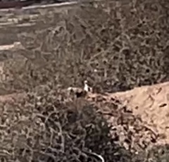 Xerospermophilus tereticaudus