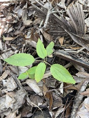 Verbena scabra