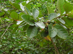 Psidium guajava