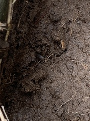 Armadillidium vulgare