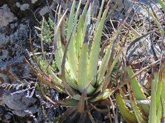 Hechtia