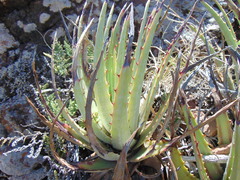 Hechtia