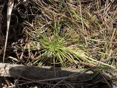 Syngonanthus flavidulus