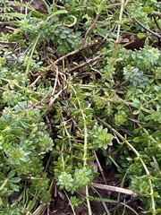 Galium