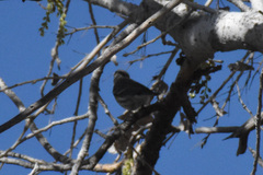 Setophaga coronata