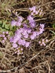 Chromolaena hirsuta