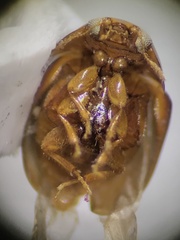 Phalacridae