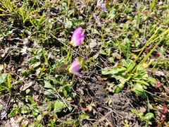Primula clevelandii
