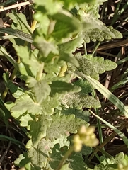 Chromolaena hirsuta