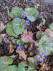 Veronica regina-nivalis