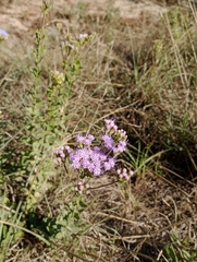 Chromolaena hirsuta