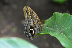 Morpho helenor