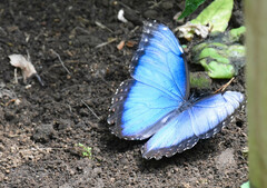 Morpho helenor