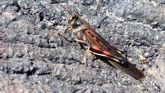 Schistocerca melanocera