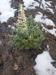 Brassica oleracea acephala