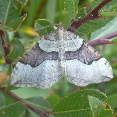 Xanthorhoe decoloraria