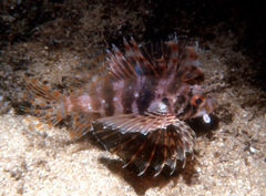 Dendrochirus barberi