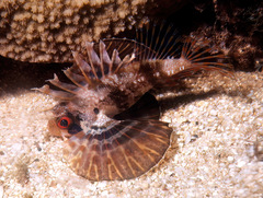Dendrochirus barberi
