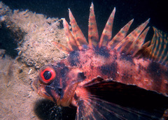 Dendrochirus barberi