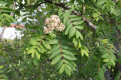 Sorbus decora