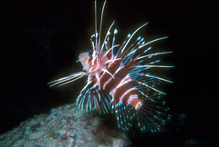 Pterois sphex