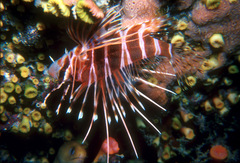 Pterois sphex