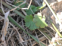 Geranium molle