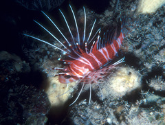 Pterois sphex