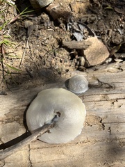 Reticularia