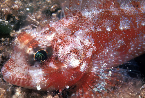 Coral scorpionfish (Scorpaena colorata) — Scorpaenidae