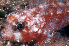 Scorpaena colorata