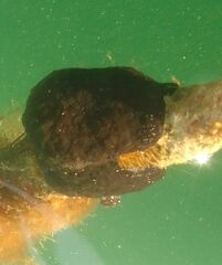 Botryllus