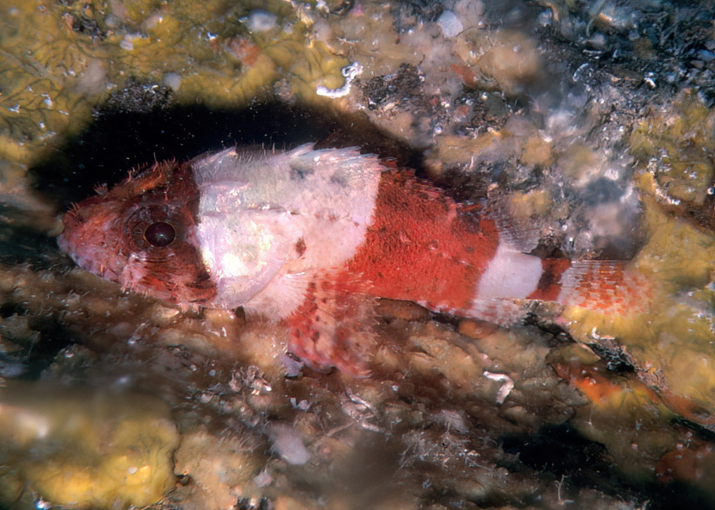 Lowfin scorpionfish (Scorpaenodes parvipinnis) — Scorpaenidae