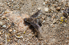 Hemipenthes differens