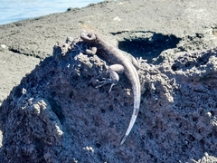 Microlophus albemarlensis