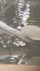 Pseudemys rubriventris