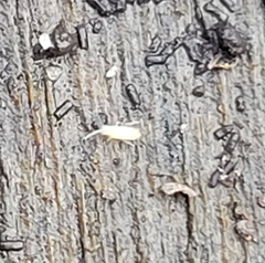 Entomobrya unostrigata