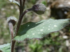 Pulmonaria affinis