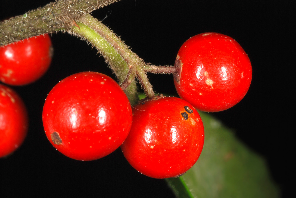 Ilex cassine, Pasco County, FL, USA