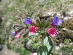 Pulmonaria affinis