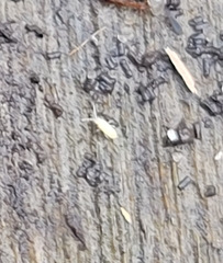 Entomobrya unostrigata