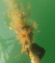 Botryllus