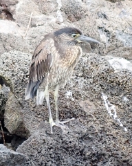 Nyctanassa violacea pauper