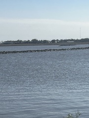 Pelecanus erythrorhynchos