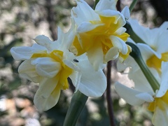 Narcissus tazetta