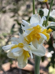 Narcissus tazetta