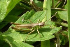 Pseudochorthippus parallelus