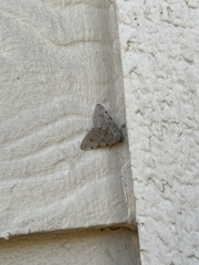 Phigalia strigataria